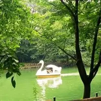 井の頭恩賜公園の写真・動画_image_157266