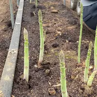 むすびの写真・動画_image_1572859