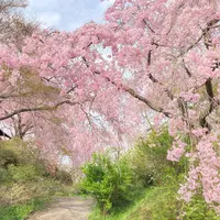 原谷苑の写真・動画_image_1575429