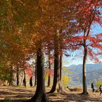 宝登山の写真・動画_image_1578318