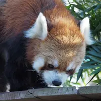 野毛山動物園の写真・動画_image_158545
