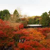 東福寺の写真・動画_image_158655
