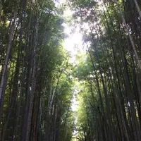 嵯峨野竹林の写真・動画_image_158875
