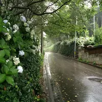 氷室あじさい坂の写真・動画_image_158911