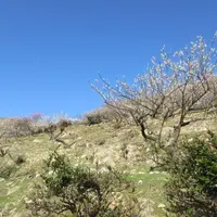 綾部山梅林の写真・動画_image_1591247