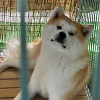 秋田犬ふれあい処ｉｎ千秋公園の写真・動画_image_1606687