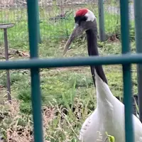丹頂鶴自然公園の写真・動画_image_1610192