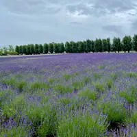 ファーム富田の写真・動画_image_1630015