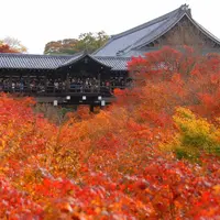 東福寺の写真・動画_image_163181