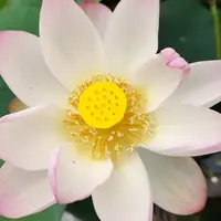 三室戸寺の写真・動画_image_1634331