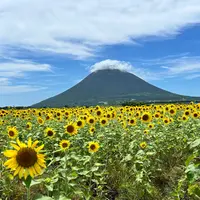 西大山駅南のひまわり畑群の写真・動画_image_1642881