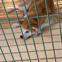 秋田犬ふれあい処ｉｎ千秋公園の写真・動画_image_1646541