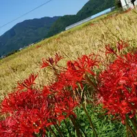 ひがんばなの里の写真・動画_image_165173