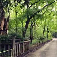 糺ノ森の写真・動画_image_165212