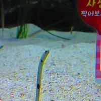 ロッテワールド/Lotte World/롯데월드の写真・動画_image_165811