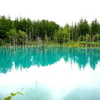 白金青い池の写真・動画_image_1662769