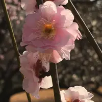 あけぼの山公園の写真・動画_image_166865