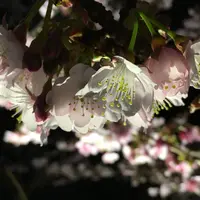 熱海桜の写真・動画_image_168501