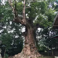 来宮神社の写真・動画_image_170322