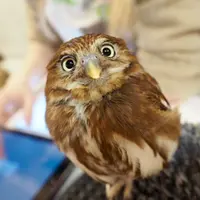 いけふくろうカフェの写真・動画_image_170432