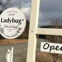 Ladybugの写真・動画_image_170453