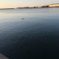 スナメリの入り江の写真・動画_image_170693