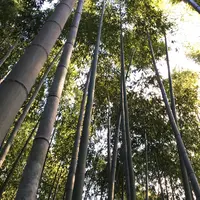 嵐山 竹林の小径の写真・動画_image_171300