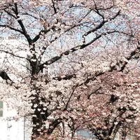 蛇崩緑道（savoy横）の写真・動画_image_171443