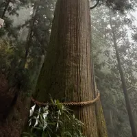 玉置神社の大杉の写真・動画_image_1715878
