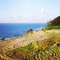 千枚田の写真・動画_image_172282