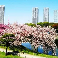 浜離宮恩賜庭園の写真・動画_image_172363