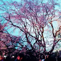 六義園の写真・動画_image_172810