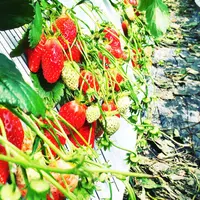 二郎いちご狩の写真・動画_image_173901