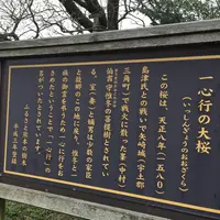 一心行の大桜の写真・動画_image_174148