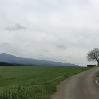 前原の一本桜の写真・動画_image_174323