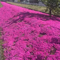あそ望の郷くぎのの写真・動画_image_174390