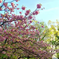 郡山城跡の写真・動画_image_174513
