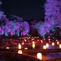 チームラボ 幽谷隠田跡の写真・動画_image_1747250
