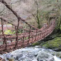 奥祖谷二重かずら橋の写真・動画_image_174845