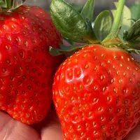 堀江農園～あすかいちご狩りパークの写真・動画_image_1753616