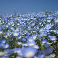 国営ひたち海浜公園の写真・動画_image_175934