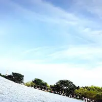 国営ひたち海浜公園の写真・動画_image_175989