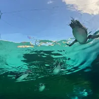 天王寺動物園の写真・動画_image_1771705