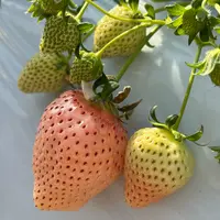 大竹いちご園の写真・動画_image_1775100