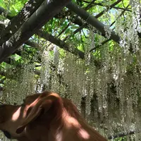 吉祥寺の藤の写真・動画_image_177759