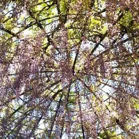 北九州市河内藤園の写真・動画_image_177761
