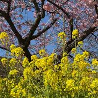 河津桜まつりの写真・動画_image_1778809