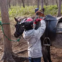 森の馬小屋の写真・動画_image_177929