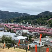 涅槃堂桜見晴台の写真・動画_image_1781571