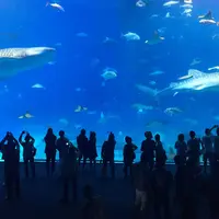 沖縄美ら海水族館の写真・動画_image_178667